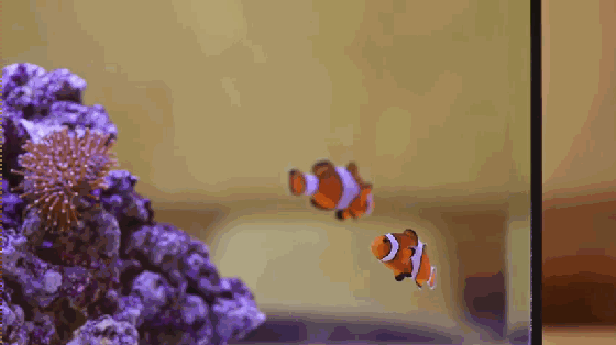 想要魚兒更健康地成長？ 看看這款智能水族箱